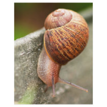 snail flyer