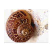 Snail It! postcards
