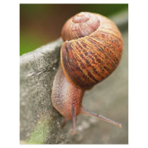 snail letterhead by hlehnerer snail letterhead