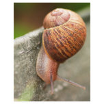snail letterhead