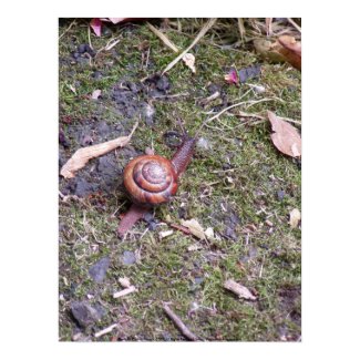 Snail Macro #2 Snail Macro #2