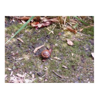 Snail macro #1 Snail Macro #1