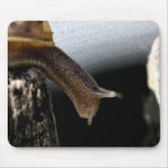 Snail Snail