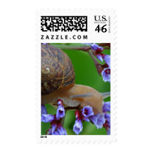 Snail On Flowers Postage Stamps