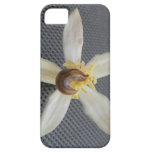 Snail on Orchid casemate cases
