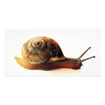 snail photo cards by dinatemraz snail photo cards