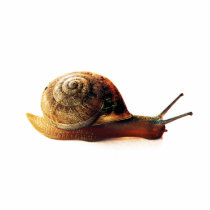 Snail Acrylic Cut Out