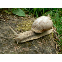 Snail photo sculptures by lifesphere Snail photo sculptures