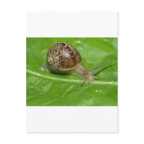 Snail Post Cards