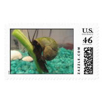 Snail postage