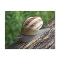 Snail Postcard by emele1 Snail Postcard