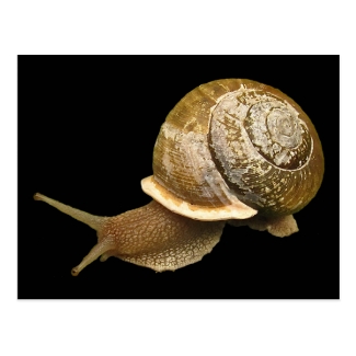 Snail