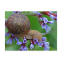 Snail Postcard Picture by forbes1954 Snail Postcard Picture