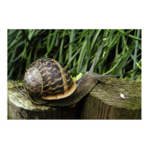 Snail posters by ArtXpress Snail posters