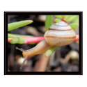 Snail posters
