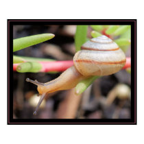 Snail posters by craftworker Snail posters