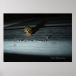 Snail Poster
