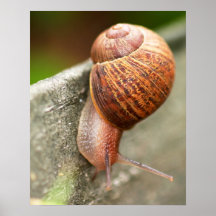 Snail Poster