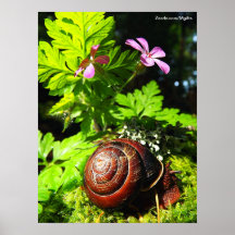 Snail Poster