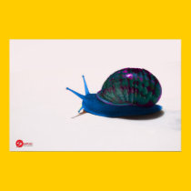 ~SNAIL~ posters