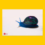 ~SNAIL~ posters