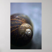 Snail print posters