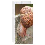 snail rack cards