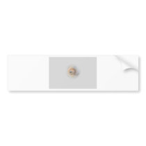 snail Schnecke Muschel Shell Bumper Sticker