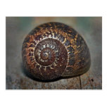 Snail Shell Post Cards