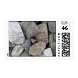 Snail Shell Postage Stamp