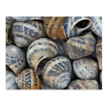 Snail shells post cards