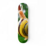 snail skate decks