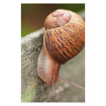 snail stationery by hlehnerer snail stationery