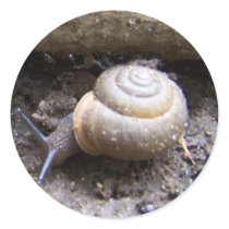 snail sticker by KatAnnette snail sticker