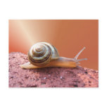 Snail w/ray ~ postcard