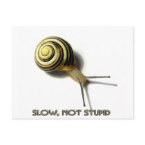 SNAIL WITH CAPTION FROM JUNGLEWALK.COM postcards by junglewalkcom SNAIL WITH CAPTION FROM JUNGLEWALK.COM postcards