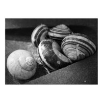 Snails