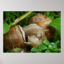 Snails Love Kiss Poster