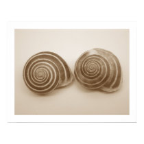 Snails posters