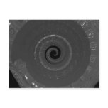 snailshell post card
