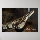 Snake (Ball Python) poster posters