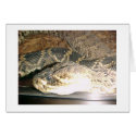 Snake cards