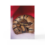 Snake curled up in Santa hat, ball python cards