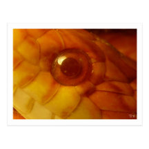 Snake Eye Postcard