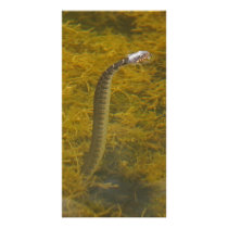 Snake Greeting photo card