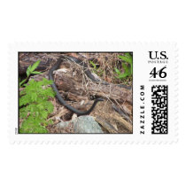 Snake in the Grass postage by MrBillyB Snake in the Grass postage