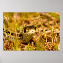 Snake in the Grass Poster