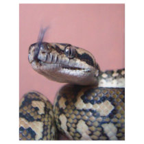 Snake Kiss Flyer Design