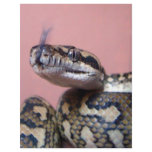 Snake Kiss flyers