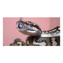 Snake Kiss photo cards by sharonsphotography Snake Kiss photo cards